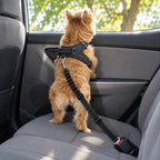 Dual Seat Belt Tether